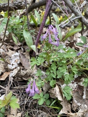 Corydalis solida