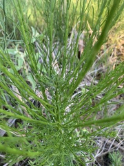 Dysodiopsis tagetoides