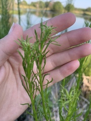 Dysodiopsis tagetoides