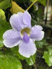 Thunbergia laurifolia