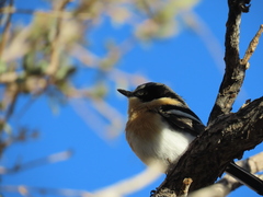 Batis pririt affinis