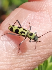 Chlorophorus herbstii