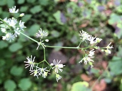 Thalictrum javanicum