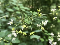 Thalictrum javanicum