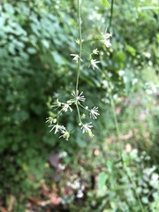 Thalictrum javanicum