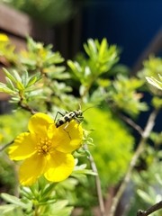 Chlorophorus herbstii