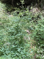 Thalictrum javanicum