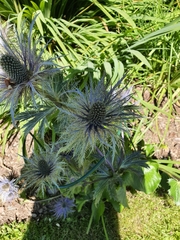 Eryngium alpinum