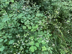 Thalictrum javanicum