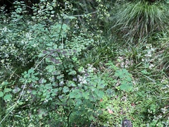 Thalictrum javanicum