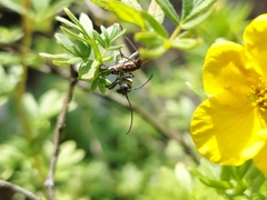 Chlorophorus herbstii