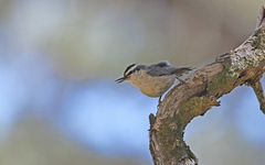 Sitta whiteheadi