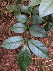 Tetradium ruticarpum