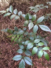 Tetradium ruticarpum