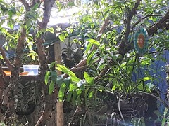 Icterus pyrrhopterus