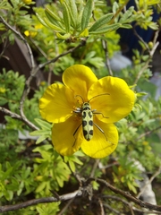 Chlorophorus herbstii