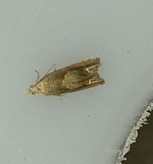 Eucosma conterminana