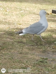 Larus argentatus