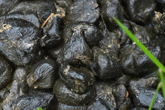 Ontholestes tessellatus