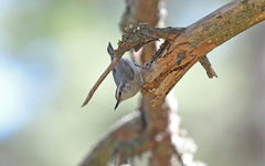 Sitta whiteheadi