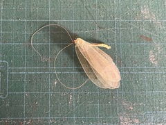 Apochrysa matsumurae