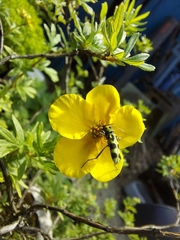 Chlorophorus herbstii