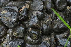 Ontholestes tessellatus