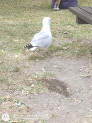 Larus argentatus
