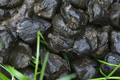 Ontholestes tessellatus