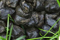 Ontholestes tessellatus