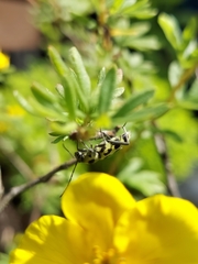 Chlorophorus herbstii