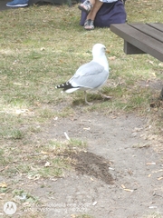 Larus argentatus