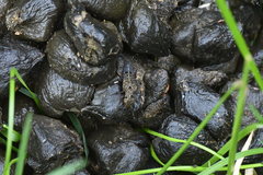 Ontholestes tessellatus