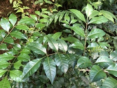 Tetradium ruticarpum