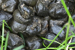 Ontholestes tessellatus