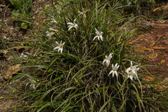 Xerophyta schlechteri