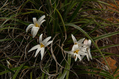 Xerophyta schlechteri