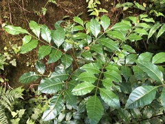 Tetradium ruticarpum