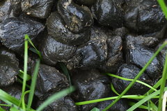 Ontholestes tessellatus