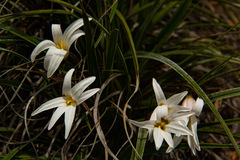 Xerophyta schlechteri