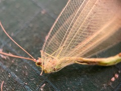 Apochrysa matsumurae