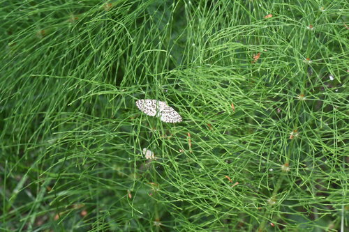 Heterothera serraria