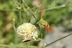 Hemaris croatica