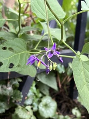 Solanum dulcamara