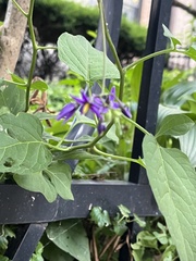 Solanum dulcamara