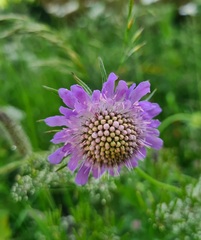 Scabiosa lucida