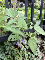 Solanum dulcamara