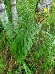 Tracheophyta