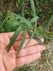 Tracheophyta