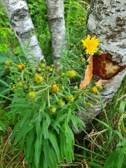 Tracheophyta